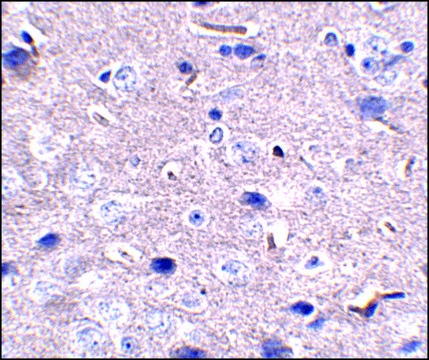 Monoclonal Anti-PD-1 antibody produced in mouse clone 12A7D7, purified immunoglobulin, buffered aqueous solution