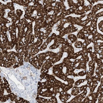 Anti-PID1 antibody produced in rabbit Prestige Antibodies&#174; Powered by Atlas Antibodies, affinity isolated antibody, buffered aqueous glycerol solution