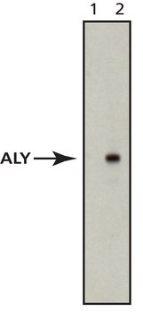 Anti-Aly antibody, Mouse monoclonal clone 11G5, purified from hybridoma cell culture