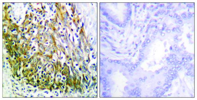Anti-MMP-10 antibody produced in rabbit affinity isolated antibody