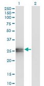 Monoclonal Anti-APOA1 antibody produced in mouse clone 3A11-1A9, purified immunoglobulin, buffered aqueous solution