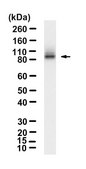 Anti-TRIM8 Antibody, clone 1I18 ZooMAb&#174; Rabbit Monoclonal recombinant, expressed in HEK 293 cells