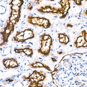 Anti-ERK1/2 Antibody, clone 2Z8O1, Rabbit Monoclonal