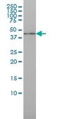 Monoclonal Anti-ISGF3G antibody produced in mouse clone 1D11, purified immunoglobulin, buffered aqueous solution