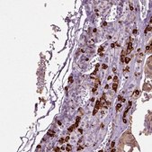 Anti-SCG5 antibody produced in rabbit Prestige Antibodies&#174; Powered by Atlas Antibodies, affinity isolated antibody, buffered aqueous glycerol solution