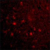 Anti-VISA (ab1) antibody produced in rabbit affinity isolated antibody, buffered aqueous solution