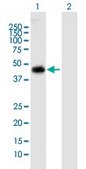 Anti-NUP43 antibody produced in mouse IgG fraction of antiserum, buffered aqueous solution