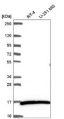 Anti-MYL3 antibody produced in rabbit Prestige Antibodies&#174; Powered by Atlas Antibodies, affinity isolated antibody