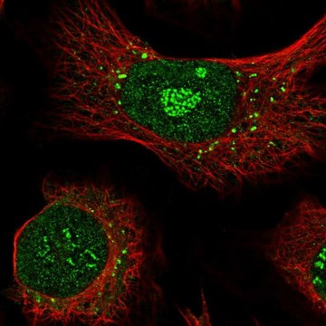 Anti-APEX2 antibody produced in rabbit Prestige Antibodies&#174; Powered by Atlas Antibodies, affinity isolated antibody