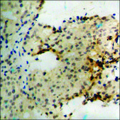 Anti-phospho-Vimentin (pSer56) antibody produced in rabbit affinity isolated antibody