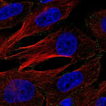 Anti-AP2M1 antibody produced in rabbit Prestige Antibodies&#174; Powered by Atlas Antibodies, affinity isolated antibody