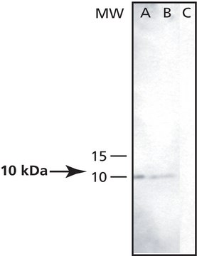 Anti-Pen-2 antibody produced in rabbit affinity isolated antibody, buffered aqueous solution