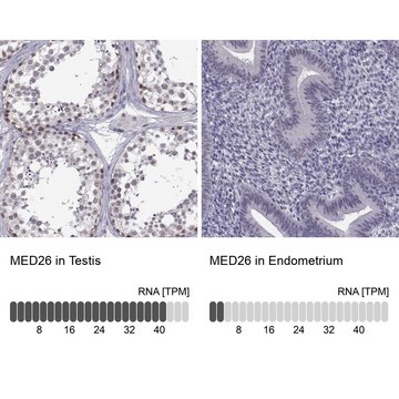 Anti-MED26 Prestige Antibodies&#174; Powered by Atlas Antibodies, affinity isolated antibody