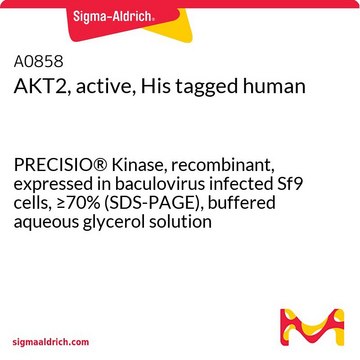 AKT2, active, His tagged human PRECISIO&#174; Kinase, recombinant, expressed in baculovirus infected Sf9 cells, &#8805;70% (SDS-PAGE), buffered aqueous glycerol solution