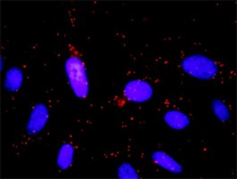 Monoclonal Anti-GNB5 antibody produced in mouse clone 3A3, purified immunoglobulin, buffered aqueous solution