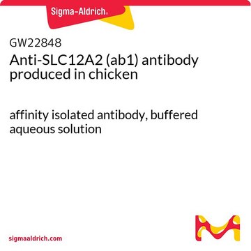 Anti-SLC12A2 (ab1) antibody produced in chicken affinity isolated antibody, buffered aqueous solution