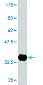 Monoclonal Anti-CETN1 antibody produced in mouse clone 4C12, purified immunoglobulin, buffered aqueous solution