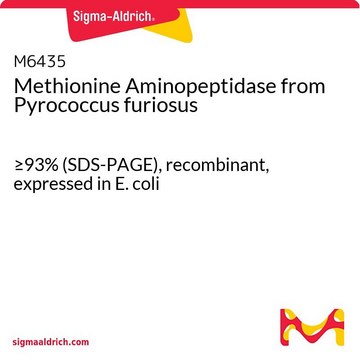 Methionine Aminopeptidase from Pyrococcus furiosus &#8805;93% (SDS-PAGE), recombinant, expressed in E. coli