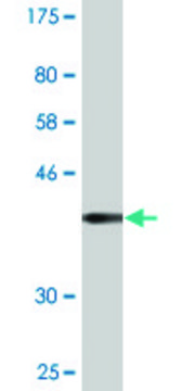 Monoclonal Anti-CLGN antibody produced in mouse clone 3B5, purified immunoglobulin, buffered aqueous solution