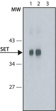 Anti-SET antibody, Mouse monoclonal clone SET51, purified from hybridoma cell culture