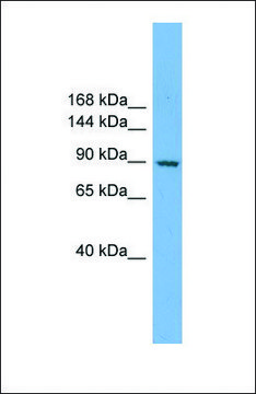 Anti-RAPGEF3, (N-terminal) antibody produced in rabbit affinity isolated antibody