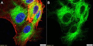 Anti-&#945; Tubulin Antibody, clone 2F2 ZooMAb&#174; Rabbit Monoclonal recombinant, expressed in HEK 293 cells