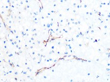 Anti-PODXL Antibody, clone 6S9A9, Rabbit Monoclonal