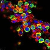 Anti-Influenza A Nucleoprotein Antibody, clone A3 ZooMAb&#174; Mouse Monoclonal recombinant, expressed in HEK 293 cells