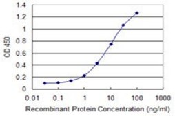 Monoclonal Anti-NKRF, (C-terminal) antibody produced in mouse clone 1F6, purified immunoglobulin, buffered aqueous solution