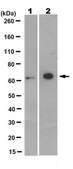 Anti-PHF1 Antibody, clone 12C2.1 clone 12C2.1, from mouse