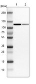 Anti-MTHFD1 antibody produced in rabbit Prestige Antibodies&#174; Powered by Atlas Antibodies, affinity isolated antibody, buffered aqueous glycerol solution