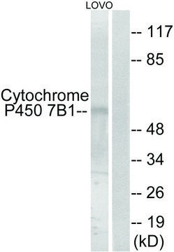 Anti-Cytochrome P450 7B1 antibody produced in rabbit affinity isolated antibody