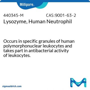 Lysozyme, Human Neutrophil Occurs in specific granules of human polymorphonuclear leukocytes and takes part in antibacterial activity of leukocytes.