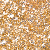 Anti-Leptin Receptor Antibody, clone 6I0O4, Rabbit Monoclonal