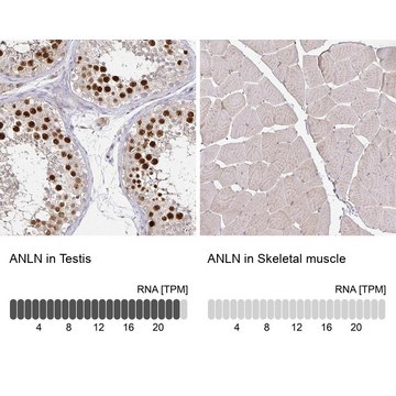 Anti-ANLN antibody produced in rabbit Prestige Antibodies&#174; Powered by Atlas Antibodies, affinity isolated antibody, buffered aqueous glycerol solution