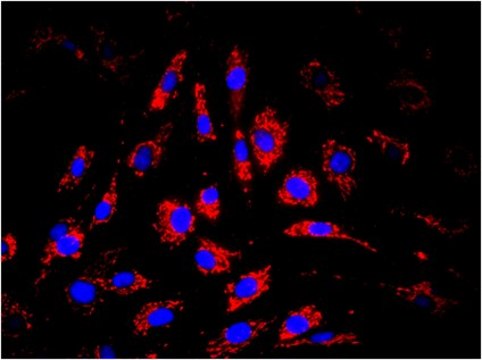 Anti-Mitochondria Antibody, clone 113-1, Biotin Conjugate clone 113-1, from mouse, biotin conjugate