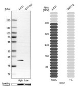 Anti-CAV1 antibody produced in rabbit Prestige Antibodies&#174; Powered by Atlas Antibodies, affinity isolated antibody, buffered aqueous glycerol solution