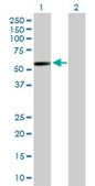 Anti-GAL3ST4 antibody produced in rabbit purified immunoglobulin, buffered aqueous solution