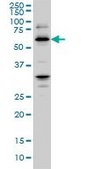 Monoclonal Anti-RBBP4, (C-terminal) antibody produced in mouse clone 4A5, purified immunoglobulin, buffered aqueous solution
