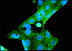 Monoclonal Anti-&#946;-Tubulin antibody produced in mouse clone TUB 2.1, ascites fluid