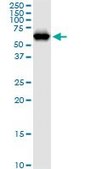 Anti-NARS antibody produced in mouse purified immunoglobulin, buffered aqueous solution