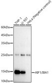 Anti-AIF1/IBA1 Antibody, clone 4S8I1, Rabbit Monoclonal