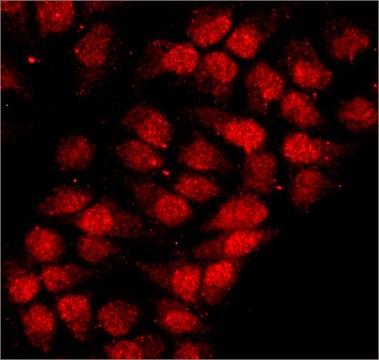 Anti-hnRNP-A1 antibody, Mouse monoclonal clone 9H10, purified from hybridoma cell culture