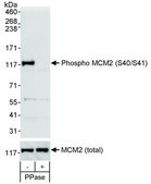 Rabbit anti-Phospho MCM2 (S40/S41) Antibody, Affinity Purified Powered by Bethyl Laboratories, Inc.