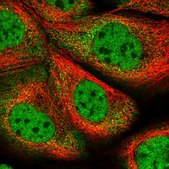 Anti-ZNF500 antibody produced in rabbit Prestige Antibodies&#174; Powered by Atlas Antibodies, affinity isolated antibody, buffered aqueous glycerol solution