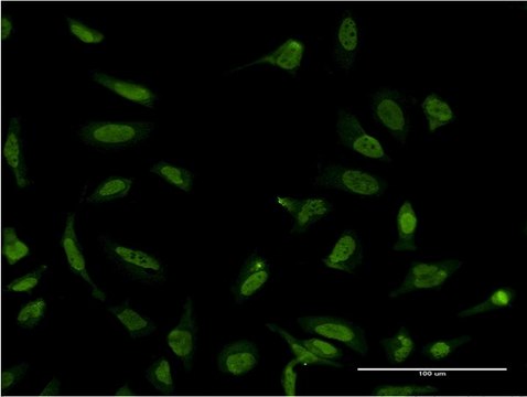 Monoclonal Anti-SFPQ antibody produced in mouse clone 3B10, purified immunoglobulin, buffered aqueous solution