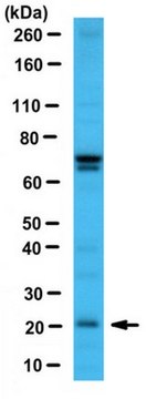 Anti-BCL2A1 Antibody/BFL-1 serum, from rabbit