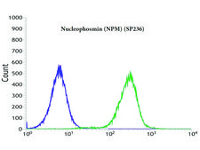 Anti-Nucleophosmin antibody, Rabbit monoclonal recombinant, expressed in proprietary host, clone SP236, affinity isolated antibody