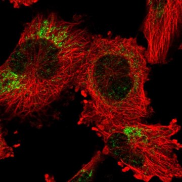 Anti-ANKRD44 antibody produced in rabbit Prestige Antibodies&#174; Powered by Atlas Antibodies, affinity isolated antibody