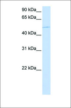 Anti-KIF12 antibody produced in rabbit affinity isolated antibody